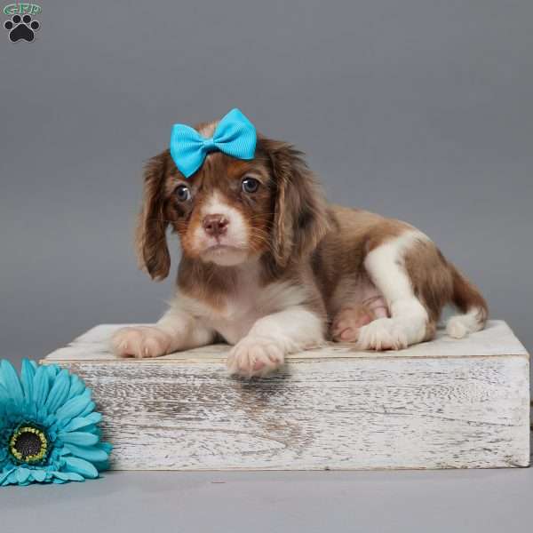 Milo, Cavalier King Charles Spaniel Puppy